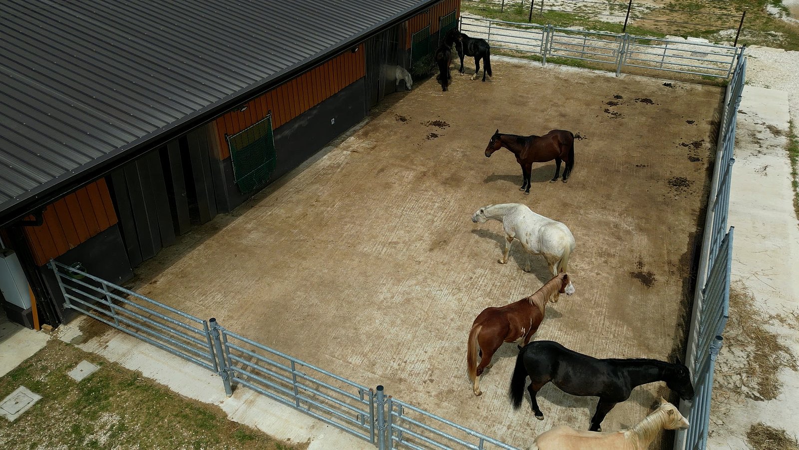 Due cavalli vicini alla staccionata del paddock
