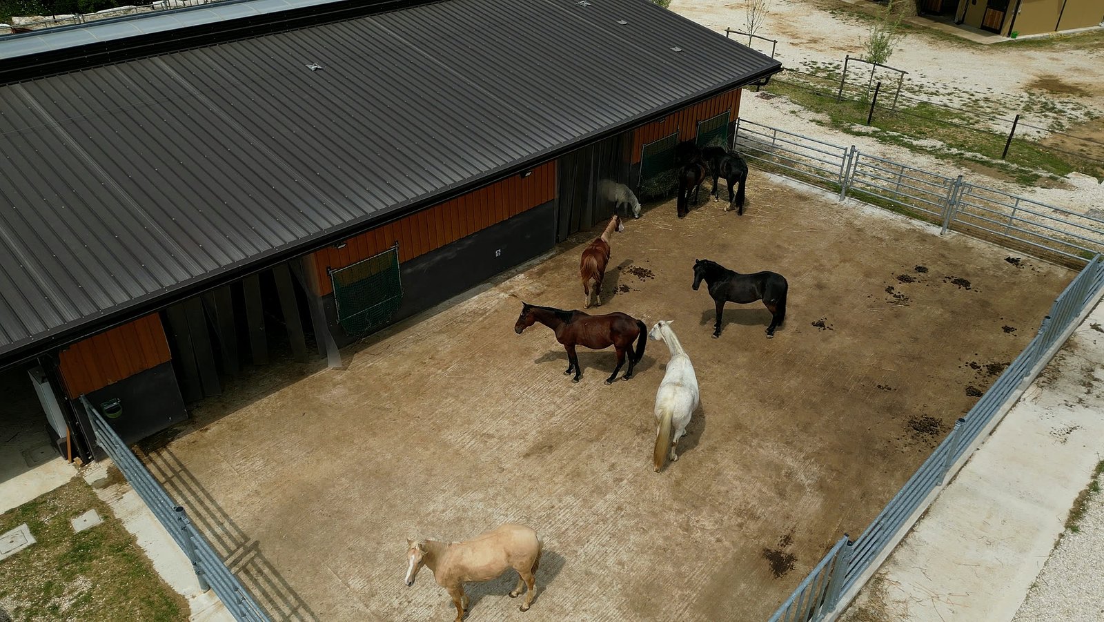 Cavalli nel paddock in sabbia sotto la tettoia della stalla